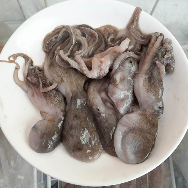 Bạch tuộc baby chất lượng 