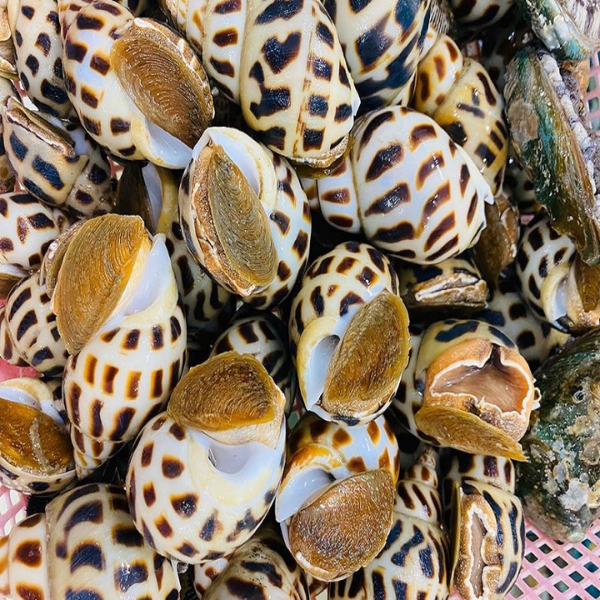 Ốc Hương giá sỉ 