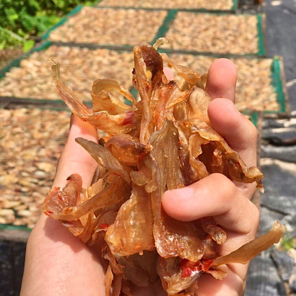 ốc móng tay khô giá sỉ 