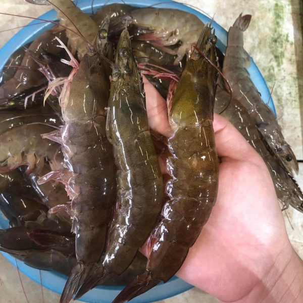 tôm rảo giá sỉ 