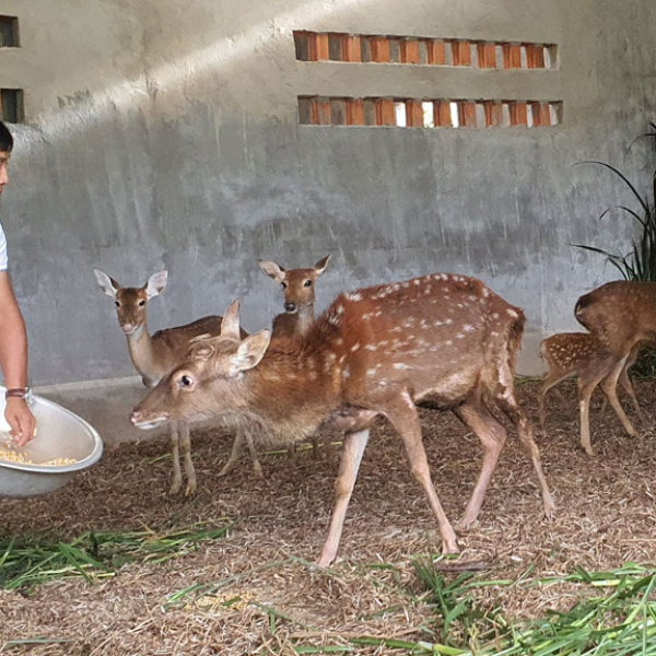 Thịt nai giá sỉ