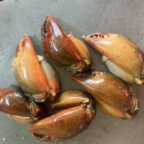 Càng cua chưa bóc vỏ giá sỉ