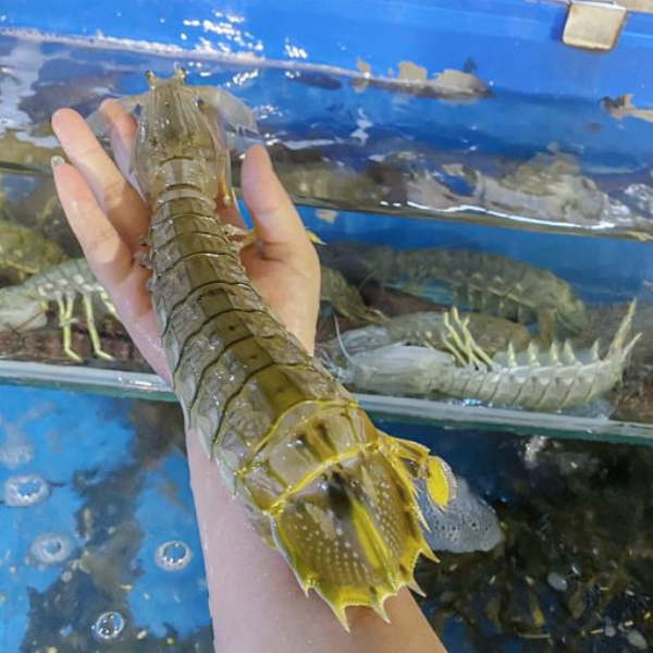 Tôm tích chất lượng
