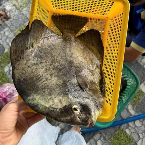 Cá tai bồ giá sỉ