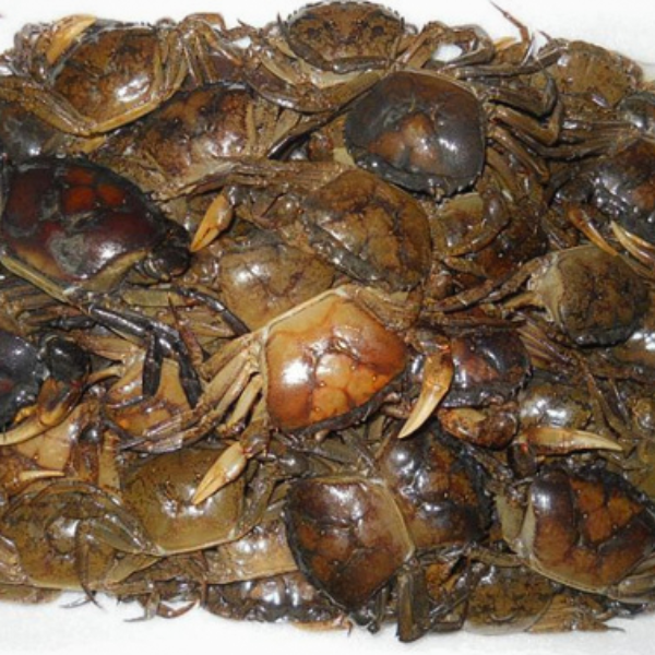 Con rạm giá sỉ 