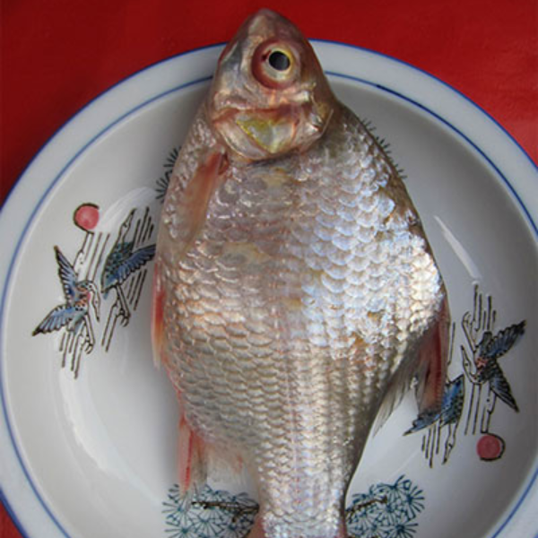 Cá dảnh giá sỉ